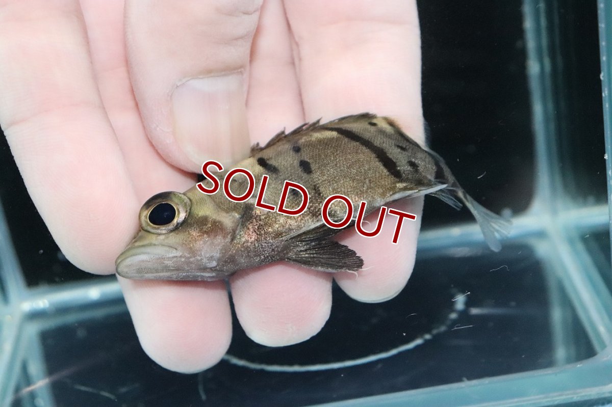 画像3: 【淡水魚】【通販】完品極上個体 No10  ダトニオリアルバンド ワイルド【個体販売】(±7.5cm)(大型魚)(生体)(熱帯魚)NKO (3)