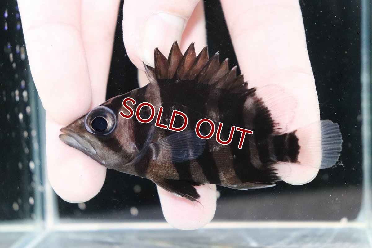 画像1: 【決算セール クーポンご利用で更に10％OFF対象商品】【淡水魚】【通販】レア種 No1 フォークバンド ダトニオプラスワン ワイルド【個体販売】(±8cm)(大型魚)(生体)(熱帯魚)NKO (1)