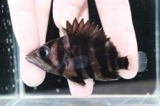 画像1: 【決算セール クーポンご利用で更に10％OFF対象商品】【淡水魚】【通販】レア種 No1 フォークバンド ダトニオプラスワン ワイルド【個体販売】(±8cm)(大型魚)(生体)(熱帯魚)NKO (1)