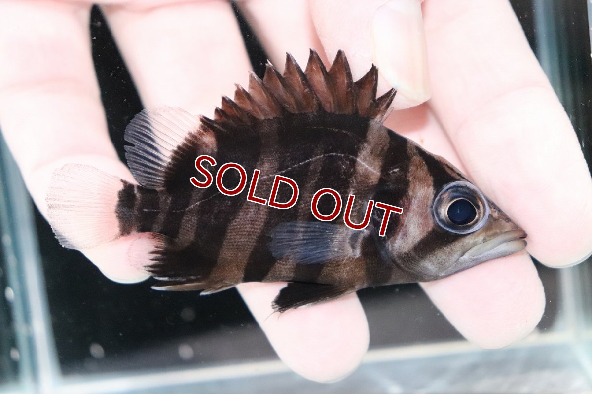 画像2: 【決算セール クーポンご利用で更に10％OFF対象商品】【淡水魚】【通販】レア種 No1 フォークバンド ダトニオプラスワン ワイルド【個体販売】(±8cm)(大型魚)(生体)(熱帯魚)NKO (2)