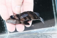 画像3: 【決算セール クーポンご利用で更に10％OFF対象商品】【淡水魚】【通販】レア種 No1 フォークバンド ダトニオプラスワン ワイルド【個体販売】(±8cm)(大型魚)(生体)(熱帯魚)NKO (3)