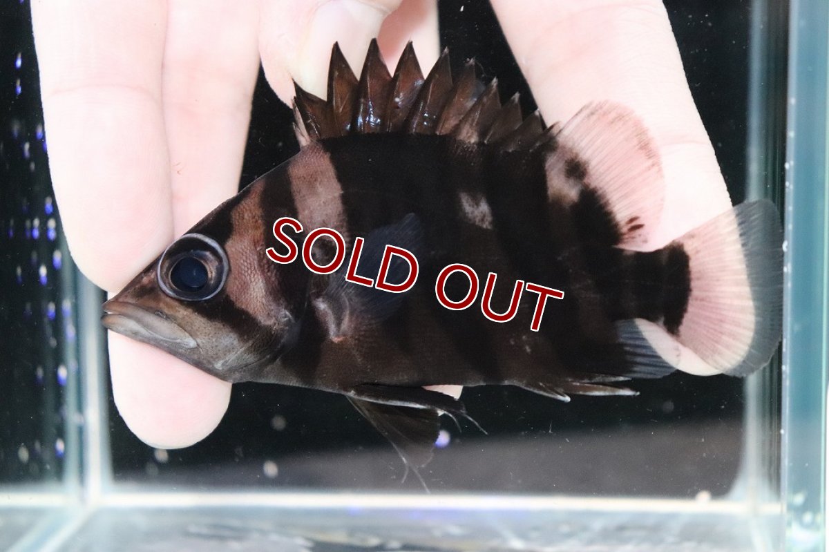 画像1: 【決算セール クーポンご利用で更に10％OFF対象商品】【淡水魚】【通販】レア種 No2 フォークバンド ダトニオプラスワン ワイルド【個体販売】(±9.5cm)(大型魚)(生体)(熱帯魚)NKO (1)