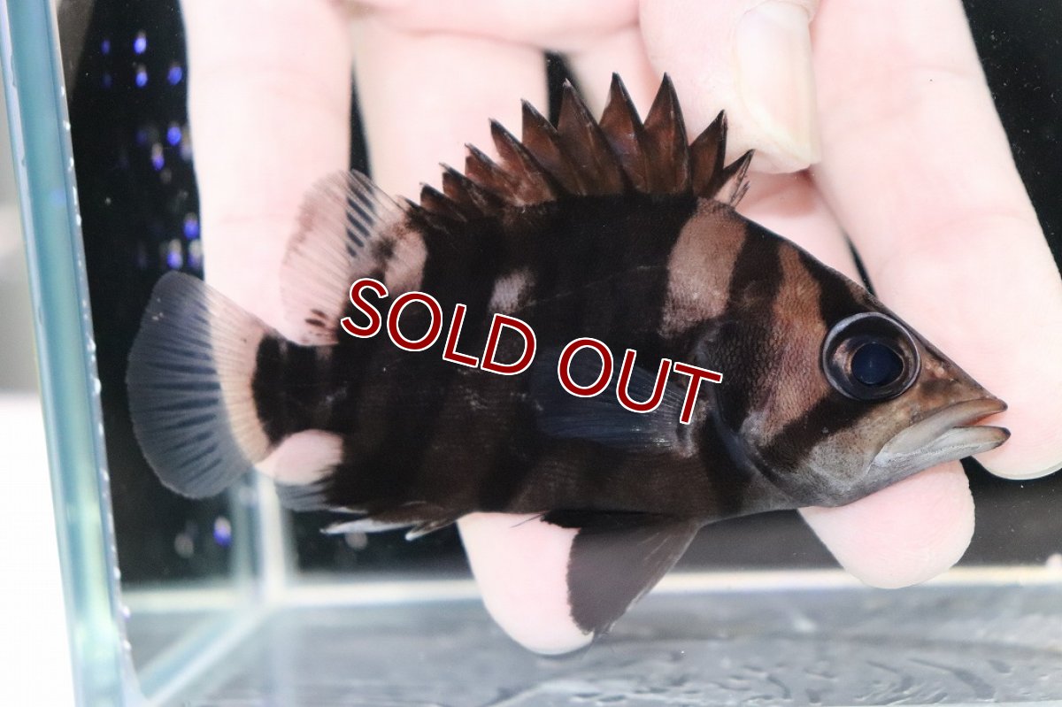 画像2: 【決算セール クーポンご利用で更に10％OFF対象商品】【淡水魚】【通販】レア種 No2 フォークバンド ダトニオプラスワン ワイルド【個体販売】(±9.5cm)(大型魚)(生体)(熱帯魚)NKO (2)