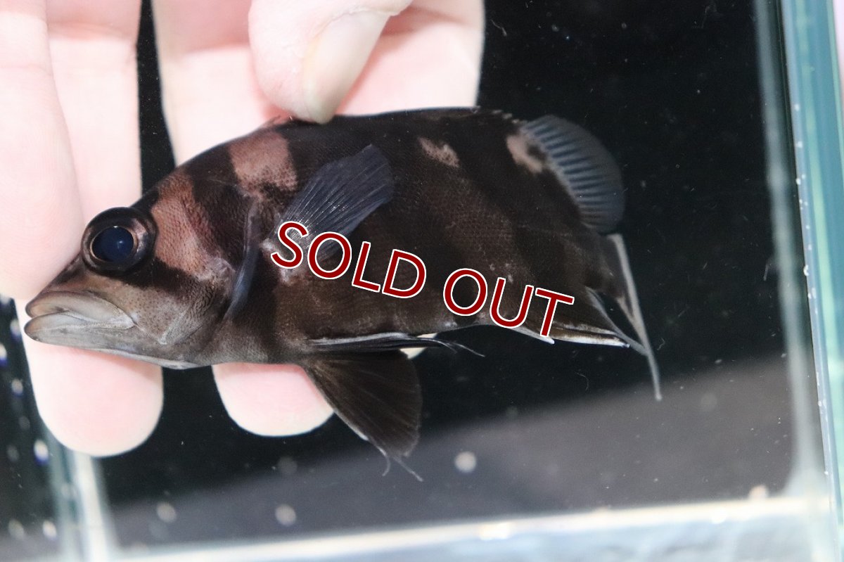 画像3: 【決算セール クーポンご利用で更に10％OFF対象商品】【淡水魚】【通販】レア種 No2 フォークバンド ダトニオプラスワン ワイルド【個体販売】(±9.5cm)(大型魚)(生体)(熱帯魚)NKO (3)