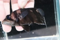 画像3: 【決算セール クーポンご利用で更に10％OFF対象商品】【淡水魚】【通販】レア種 No2 フォークバンド ダトニオプラスワン ワイルド【個体販売】(±9.5cm)(大型魚)(生体)(熱帯魚)NKO (3)