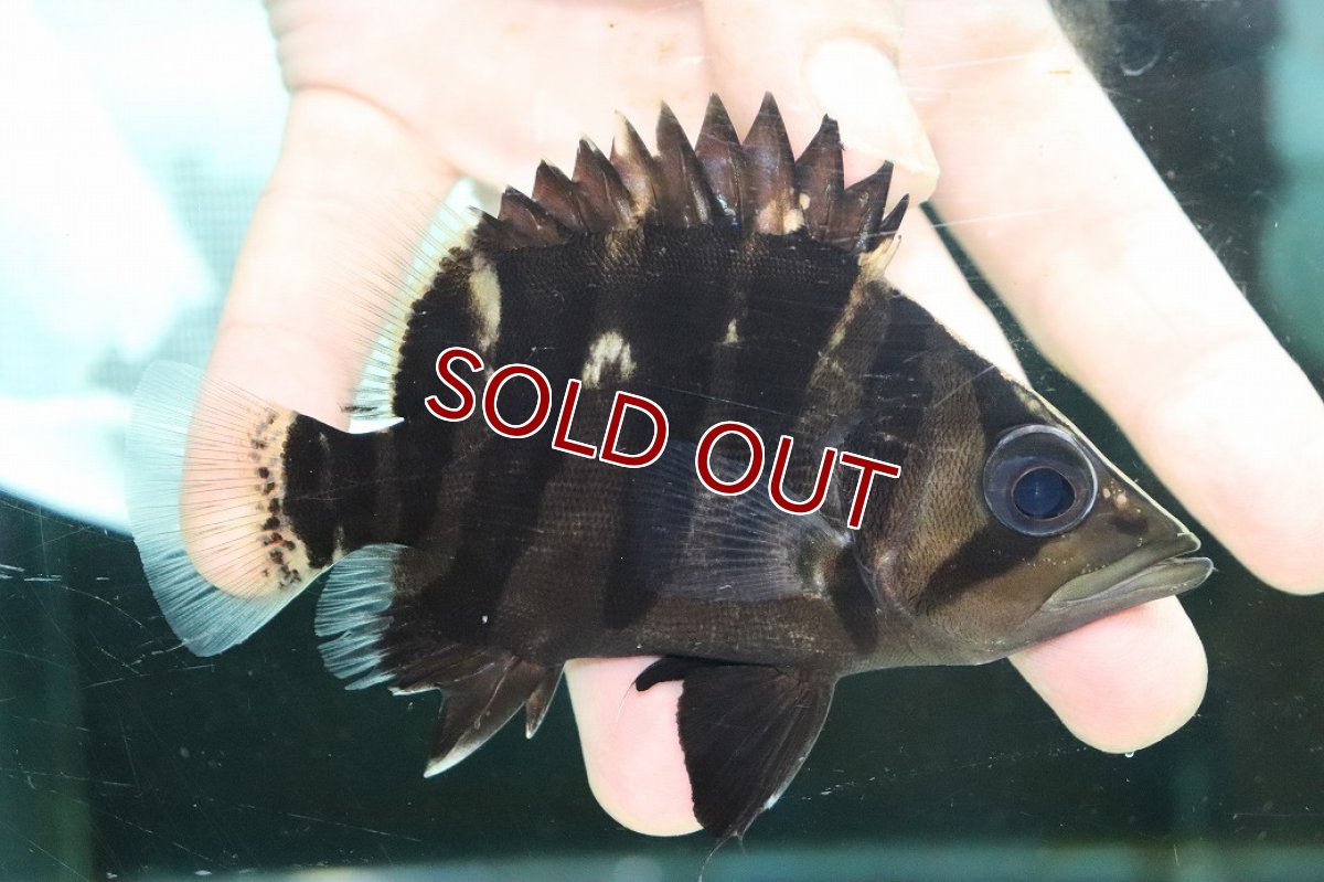 画像1: 【淡水魚】【通販】特価 体高あり No1 ダトニオプラスワン ボルネオ産 ワイルド【個体販売】(±11cm)(大型魚)(生体)(熱帯魚)NKO (1)