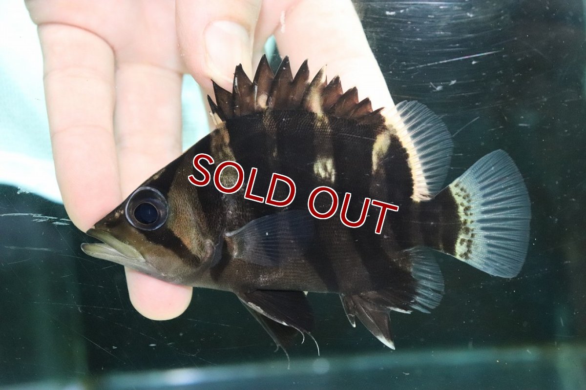 画像2: 【淡水魚】【通販】特価 体高あり No1 ダトニオプラスワン ボルネオ産 ワイルド【個体販売】(±11cm)(大型魚)(生体)(熱帯魚)NKO (2)