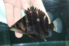 画像2: 【淡水魚】【通販】特価 体高あり No1 ダトニオプラスワン ボルネオ産 ワイルド【個体販売】(±11cm)(大型魚)(生体)(熱帯魚)NKO (2)