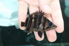 画像1: 【淡水魚】【通販】特価 体高あり No2 ダトニオプラスワン ボルネオ産 ワイルド【個体販売】(±7.5cm)(大型魚)(生体)(熱帯魚)NKO (1)