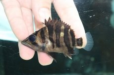 画像2: 【淡水魚】【通販】特価 体高あり No2 ダトニオプラスワン ボルネオ産 ワイルド【個体販売】(±7.5cm)(大型魚)(生体)(熱帯魚)NKO (2)