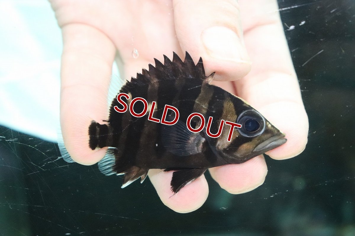 画像1: 【淡水魚】【通販】特価 体高あり No3 ダトニオプラスワン ボルネオ産 ワイルド【個体販売】(±7cm)(大型魚)(生体)(熱帯魚)NKO (1)