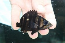 画像1: 【淡水魚】【通販】特価 体高あり No3 ダトニオプラスワン ボルネオ産 ワイルド【個体販売】(±7cm)(大型魚)(生体)(熱帯魚)NKO (1)