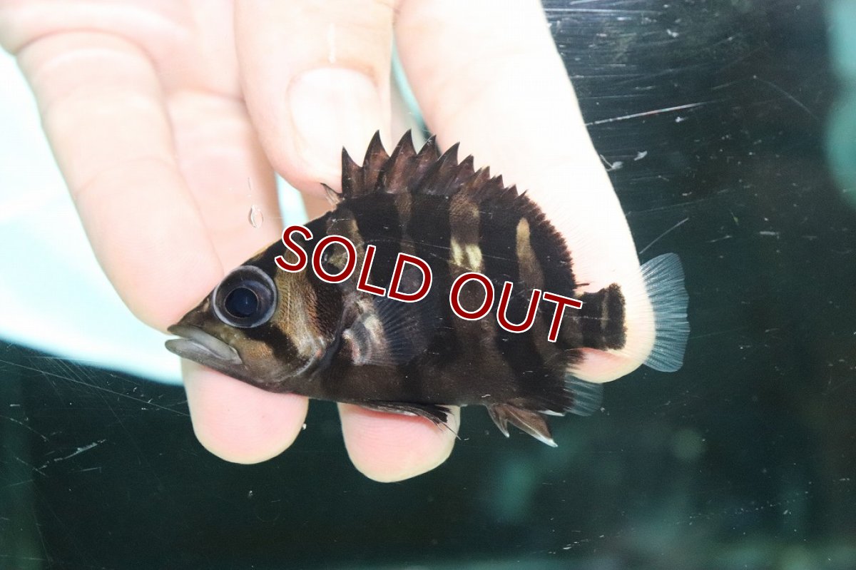 画像2: 【淡水魚】【通販】特価 体高あり No3 ダトニオプラスワン ボルネオ産 ワイルド【個体販売】(±7cm)(大型魚)(生体)(熱帯魚)NKO (2)