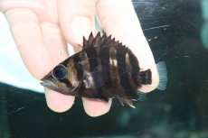 画像2: 【淡水魚】【通販】特価 体高あり No3 ダトニオプラスワン ボルネオ産 ワイルド【個体販売】(±7cm)(大型魚)(生体)(熱帯魚)NKO (2)