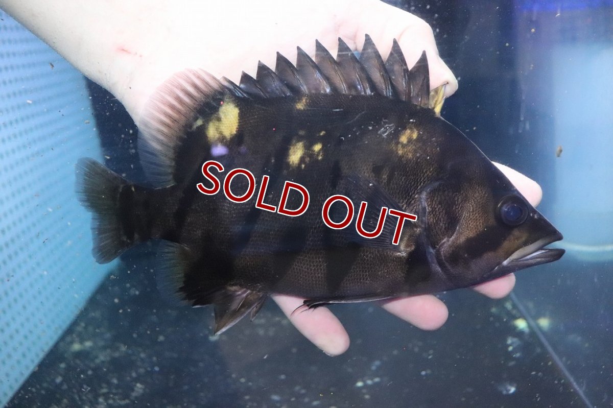 画像1: 【淡水魚】【通販】爆安 大きい ダトニオリアルバンド ワイルド【個体販売】(±21cm)(大型魚)(生体)(熱帯魚)NKO (1)