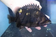 画像1: 【淡水魚】【通販】爆安 大きい ダトニオリアルバンド ワイルド【個体販売】(±21cm)(大型魚)(生体)(熱帯魚)NKO (1)