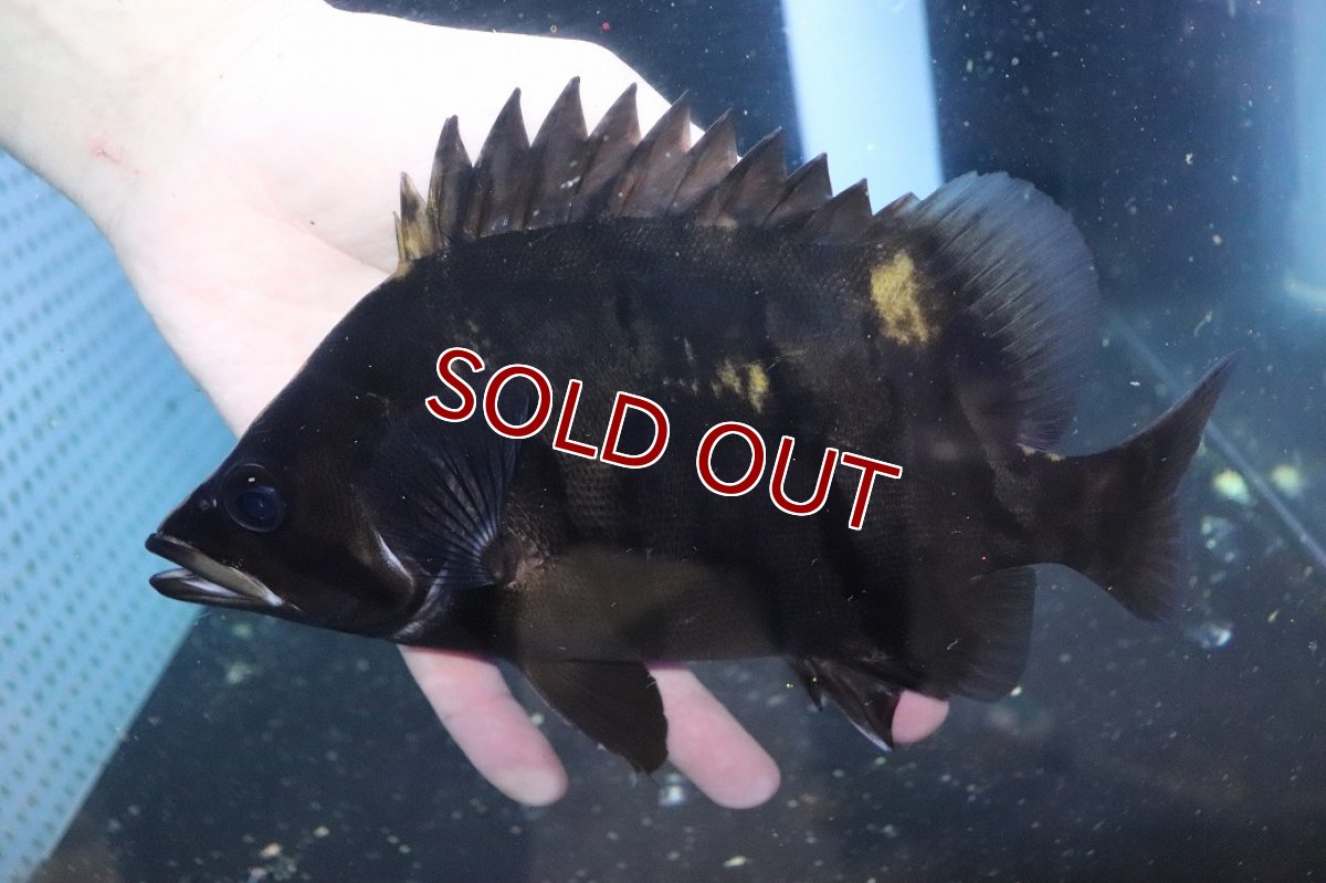 画像2: 【淡水魚】【通販】爆安 大きい ダトニオリアルバンド ワイルド【個体販売】(±21cm)(大型魚)(生体)(熱帯魚)NKO (2)