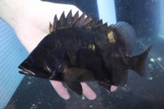 画像2: 【淡水魚】【通販】爆安 大きい ダトニオリアルバンド ワイルド【個体販売】(±21cm)(大型魚)(生体)(熱帯魚)NKO (2)