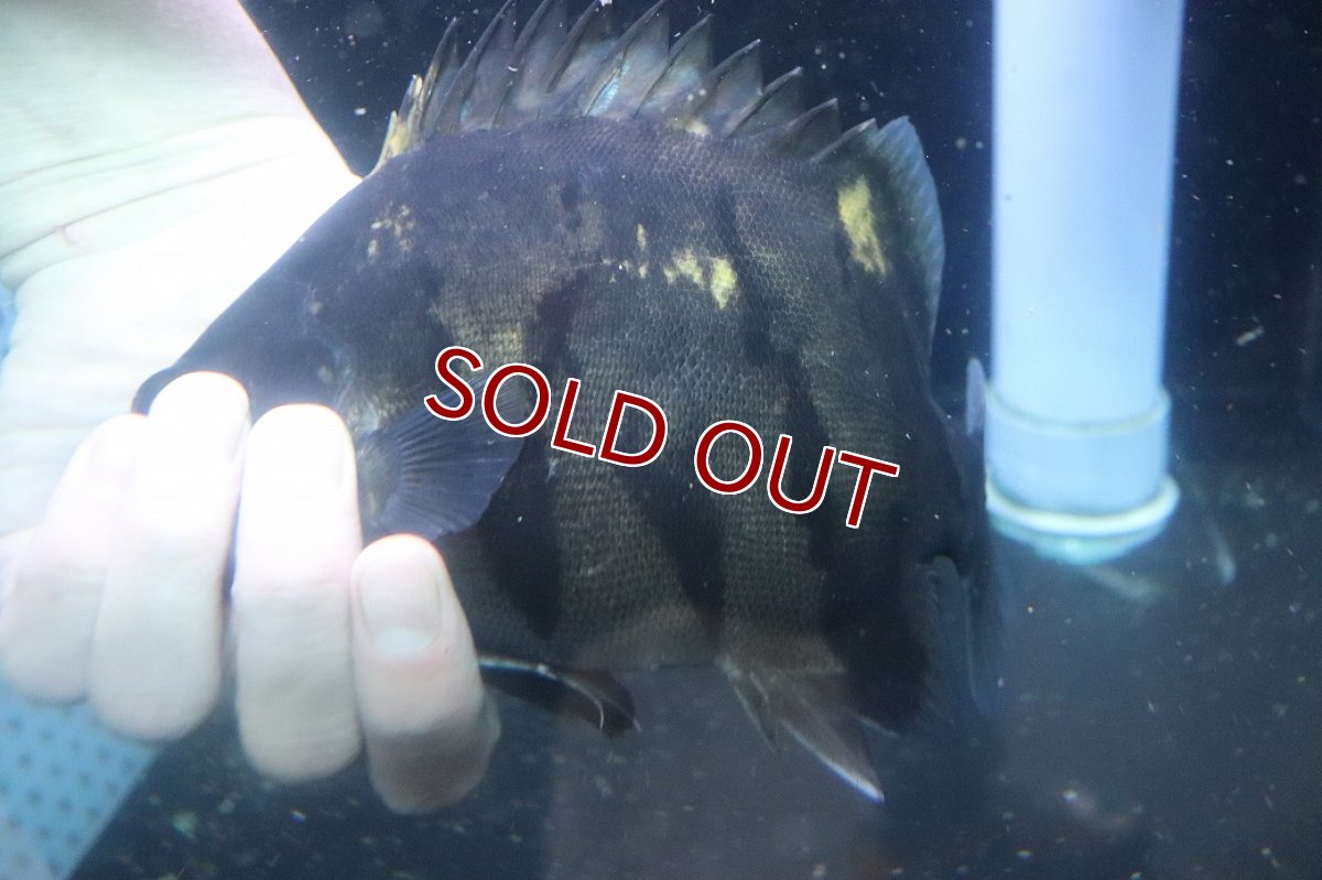 画像3: 【淡水魚】【通販】爆安 大きい ダトニオリアルバンド ワイルド【個体販売】(±21cm)(大型魚)(生体)(熱帯魚)NKO (3)