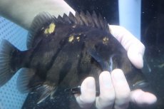 画像4: 【淡水魚】【通販】爆安 大きい ダトニオリアルバンド ワイルド【個体販売】(±21cm)(大型魚)(生体)(熱帯魚)NKO (4)