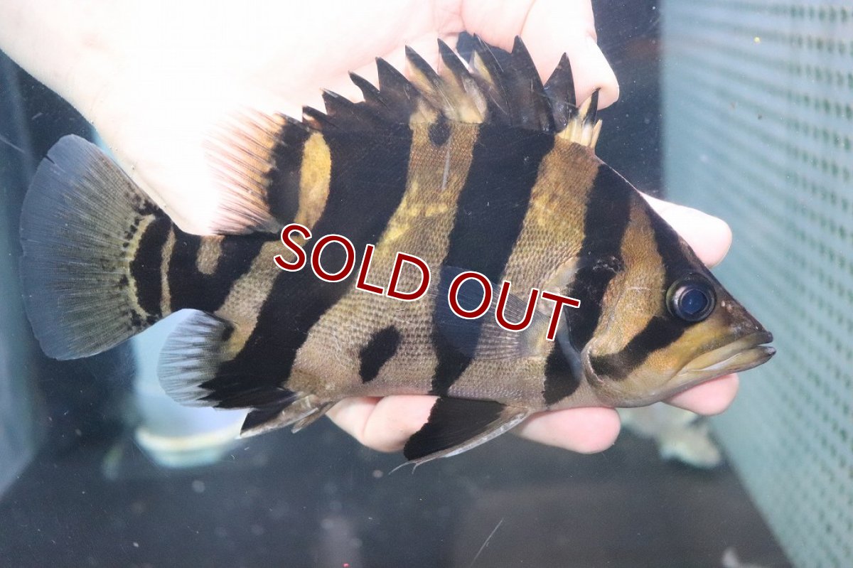 画像1: 【淡水魚】【通販】爆安 大きい ダトニオリアルバンド ワイルド【個体販売】(±19cm)(大型魚)（生体）（熱帯魚）NKO (1)