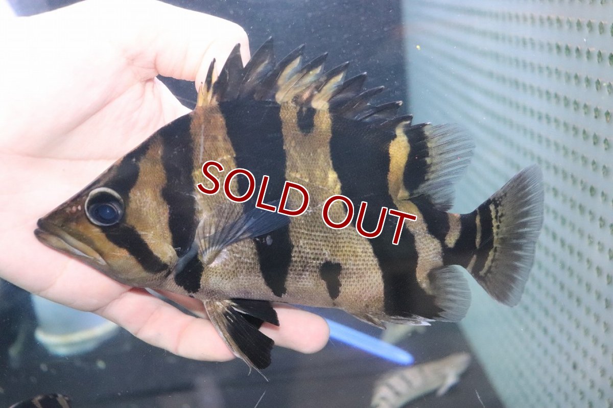 画像2: 【淡水魚】【通販】爆安 大きい ダトニオリアルバンド ワイルド【個体販売】(±19cm)(大型魚)（生体）（熱帯魚）NKO (2)