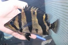 画像2: 【淡水魚】【通販】爆安 大きい ダトニオリアルバンド ワイルド【個体販売】(±19cm)(大型魚)（生体）（熱帯魚）NKO (2)