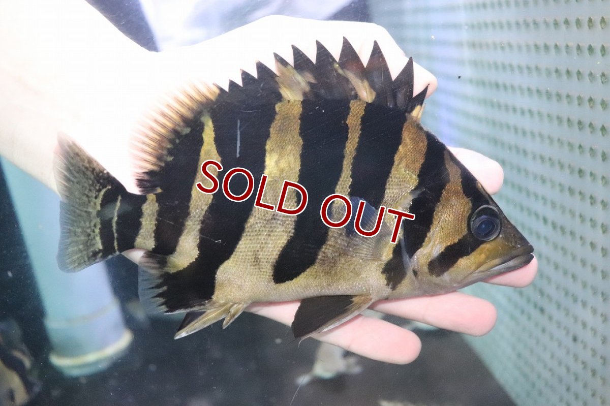 画像1: 【淡水魚】【通販】爆安 大きい No1 ダトニオプラスワン ワイルド【個体販売】(±20cm)(大型魚)（生体）（熱帯魚）NKO (1)