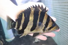 画像1: 【淡水魚】【通販】爆安 大きい No1 ダトニオプラスワン ワイルド【個体販売】(±20cm)(大型魚)（生体）（熱帯魚）NKO (1)