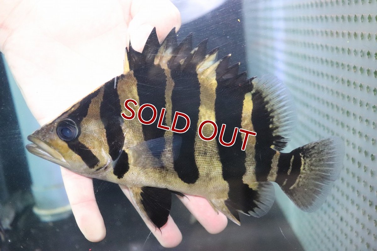 画像2: 【淡水魚】【通販】爆安 大きい No1 ダトニオプラスワン ワイルド【個体販売】(±20cm)(大型魚)（生体）（熱帯魚）NKO (2)