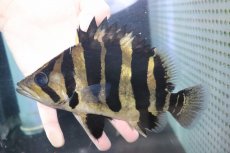 画像2: 【淡水魚】【通販】爆安 大きい No1 ダトニオプラスワン ワイルド【個体販売】(±20cm)(大型魚)（生体）（熱帯魚）NKO (2)