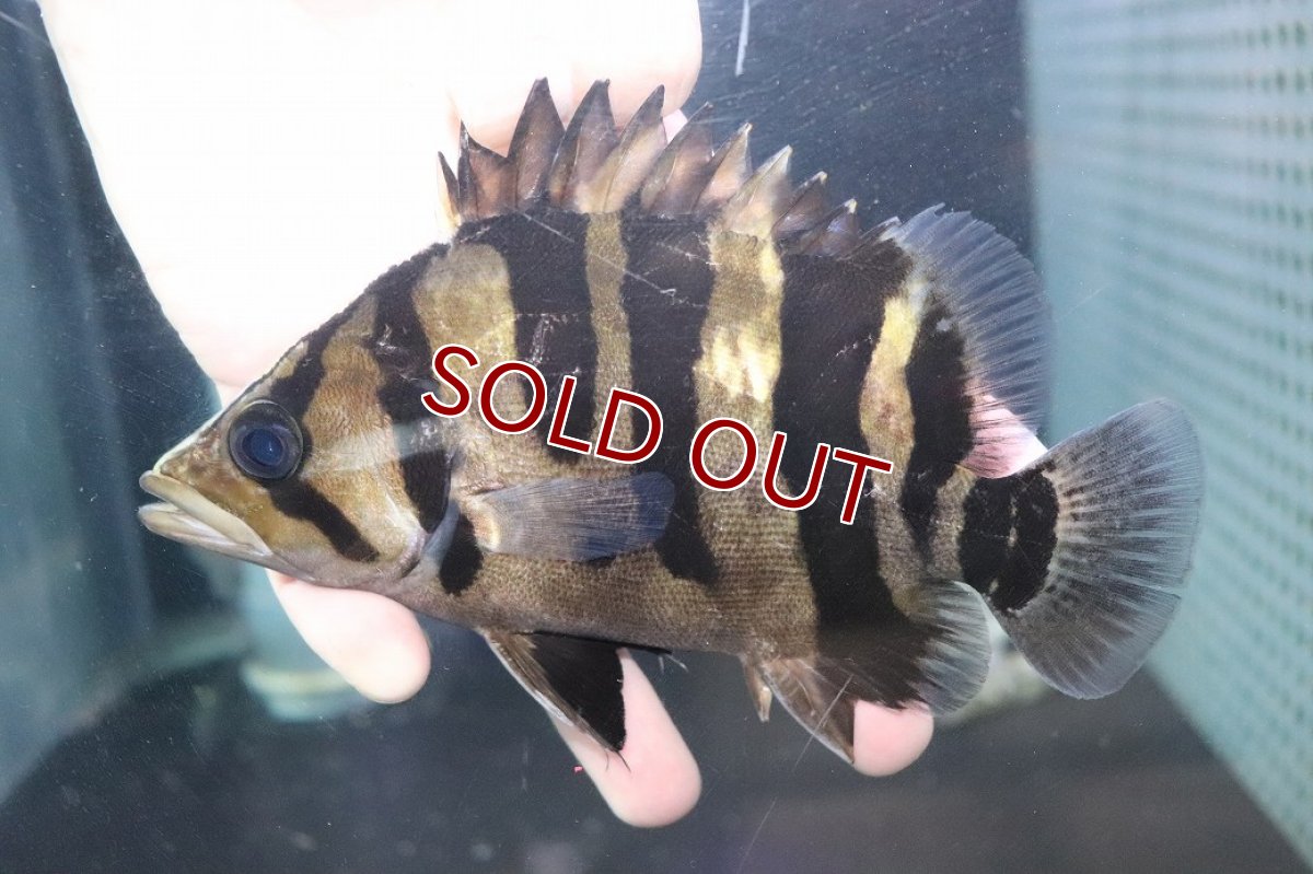 画像1: 【淡水魚】【通販】爆安 大きい No2 ダトニオプラスワン ワイルド【個体販売】(±16cm)(大型魚)（生体）（熱帯魚）NKO (1)