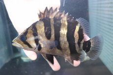 画像1: 【淡水魚】【通販】爆安 大きい No2 ダトニオプラスワン ワイルド【個体販売】(±16cm)(大型魚)（生体）（熱帯魚）NKO (1)