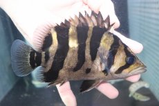 画像2: 【淡水魚】【通販】爆安 大きい No2 ダトニオプラスワン ワイルド【個体販売】(±16cm)(大型魚)（生体）（熱帯魚）NKO (2)