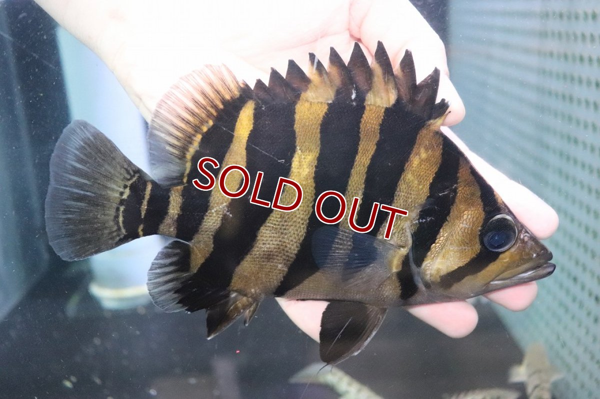 画像1: 【淡水魚】【通販】爆安 大きい No3 ダトニオプラスワン ワイルド【個体販売】(±19cm)(大型魚)（生体）（熱帯魚）NKO (1)