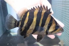 画像1: 【淡水魚】【通販】爆安 大きい No3 ダトニオプラスワン ワイルド【個体販売】(±19cm)(大型魚)（生体）（熱帯魚）NKO (1)