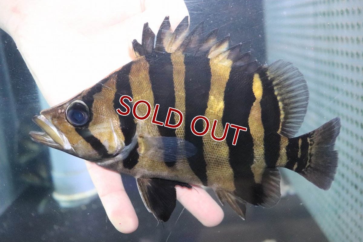 画像2: 【淡水魚】【通販】爆安 大きい No3 ダトニオプラスワン ワイルド【個体販売】(±19cm)(大型魚)（生体）（熱帯魚）NKO (2)