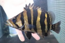 画像2: 【淡水魚】【通販】爆安 大きい No3 ダトニオプラスワン ワイルド【個体販売】(±19cm)(大型魚)（生体）（熱帯魚）NKO (2)