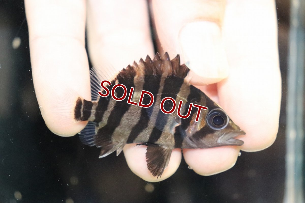 画像1: 【10%OFF対象商品30周年セール】【淡水魚】【通販】大特価 No1 セミショート スマトラタイガーダトニオ パレンバン産 ワイルド【個体販売】(大型魚)（生体）（熱帯魚）NKO (1)