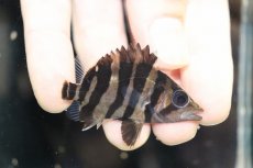 画像1: 【淡水魚】【通販】大特価 No1 セミショート スマトラタイガーダトニオ パレンバン産 ワイルド【個体販売】(大型魚)（生体）（熱帯魚）NKO (1)