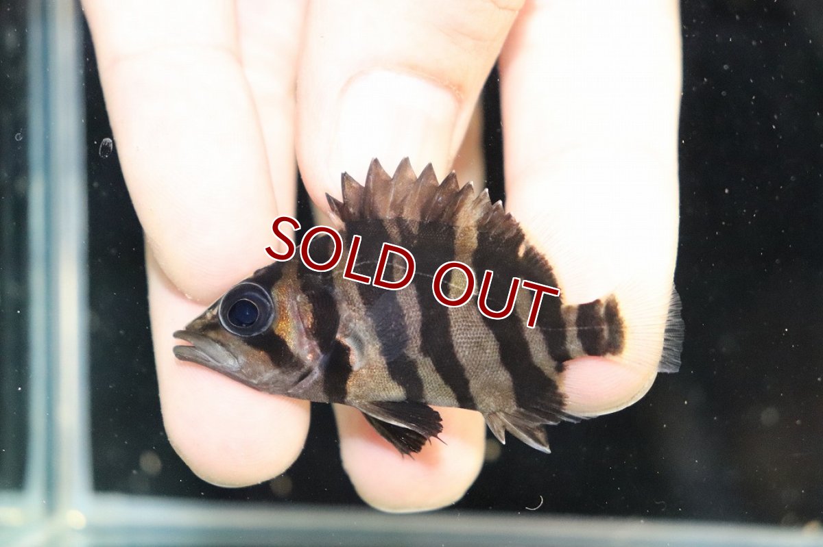 画像2: 【10%OFF対象商品30周年セール】【淡水魚】【通販】大特価 No1 セミショート スマトラタイガーダトニオ パレンバン産 ワイルド【個体販売】(大型魚)（生体）（熱帯魚）NKO (2)