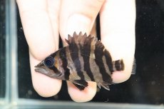 画像2: 【淡水魚】【通販】大特価 No1 セミショート スマトラタイガーダトニオ パレンバン産 ワイルド【個体販売】(大型魚)（生体）（熱帯魚）NKO (2)
