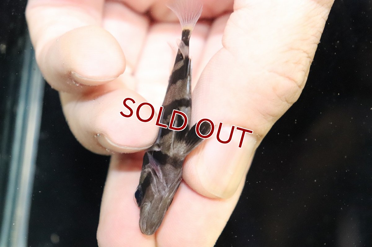 画像3: 【10%OFF対象商品30周年セール】【淡水魚】【通販】大特価 No1 セミショート スマトラタイガーダトニオ パレンバン産 ワイルド【個体販売】(大型魚)（生体）（熱帯魚）NKO (3)