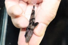 画像3: 【淡水魚】【通販】大特価 No1 セミショート スマトラタイガーダトニオ パレンバン産 ワイルド【個体販売】(大型魚)（生体）（熱帯魚）NKO (3)