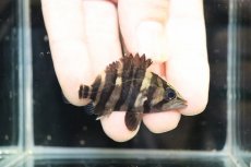 画像1: 【淡水魚】【通販】No2 セミショート パーフェクトバンド スマトラタイガーダトニオ パレンバン産 ワイルド【個体販売】（生体）（熱帯魚）NKO (1)