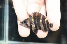 画像2: 【淡水魚】【通販】No2 セミショート パーフェクトバンド スマトラタイガーダトニオ パレンバン産 ワイルド【個体販売】（生体）（熱帯魚）NKO (2)