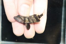 画像3: 【淡水魚】【通販】No2 セミショート パーフェクトバンド スマトラタイガーダトニオ パレンバン産 ワイルド【個体販売】（生体）（熱帯魚）NKO (3)