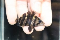 画像1: 【淡水魚】【通販】No3 セミショート パーフェクトバンド スマトラタイガーダトニオ パレンバン産 ワイルド【個体販売】（生体）（熱帯魚）NKO (1)