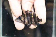 画像2: 【淡水魚】【通販】No3 セミショート パーフェクトバンド スマトラタイガーダトニオ パレンバン産 ワイルド【個体販売】（生体）（熱帯魚）NKO (2)
