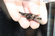 画像3: 【淡水魚】【通販】No3 セミショート パーフェクトバンド スマトラタイガーダトニオ パレンバン産 ワイルド【個体販売】（生体）（熱帯魚）NKO (3)